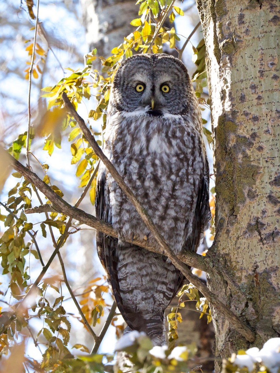 Great Gray Owl - Lou Ann Harris
