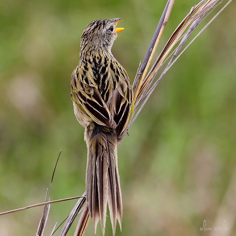 Wedge-tailed Grass-Finch - Silvia Vitale