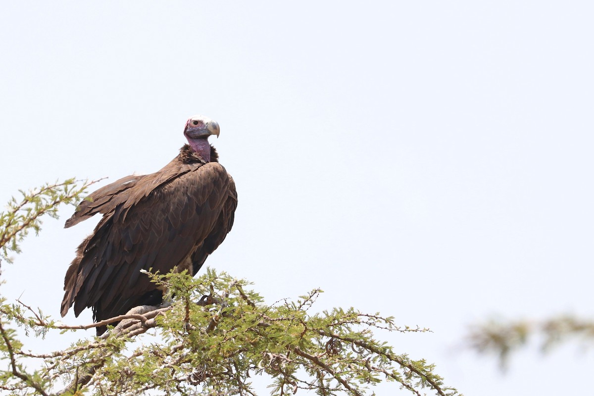 Lappet-faced Vulture - ML185394711