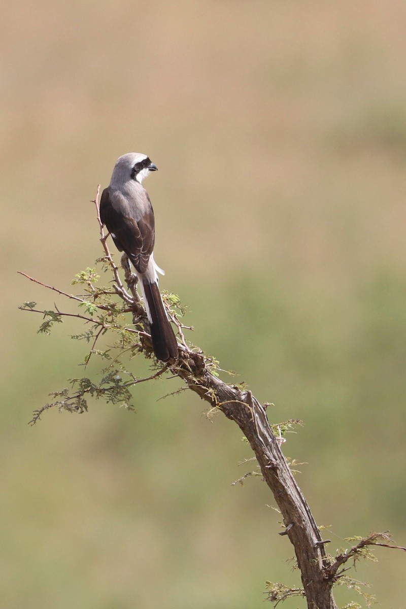 Gray-backed Fiscal - ML185395141