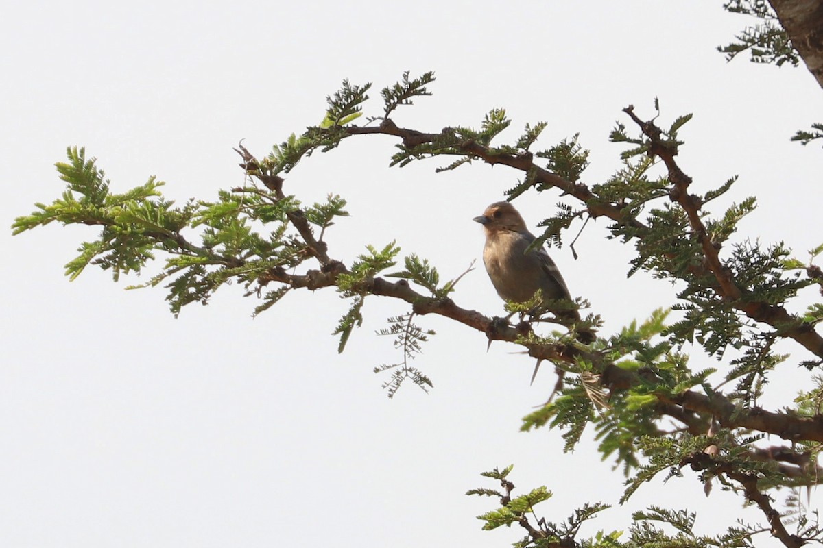 Red-throated Tit - ML185395261