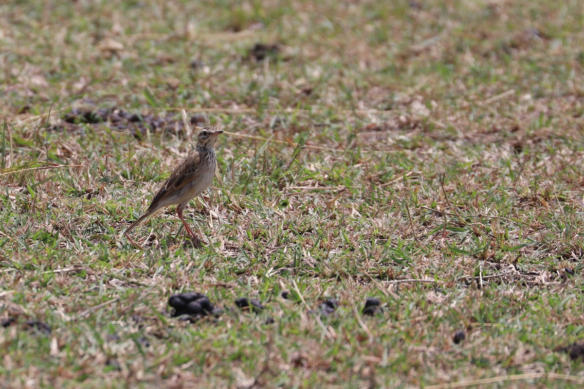 African Pipit - ML185395731