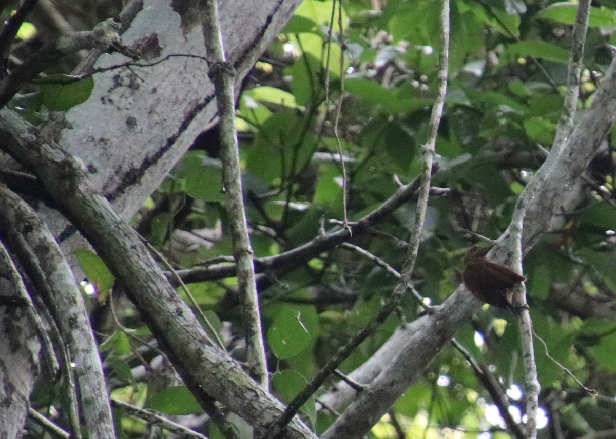 Smoky-brown Woodpecker - ML185397661