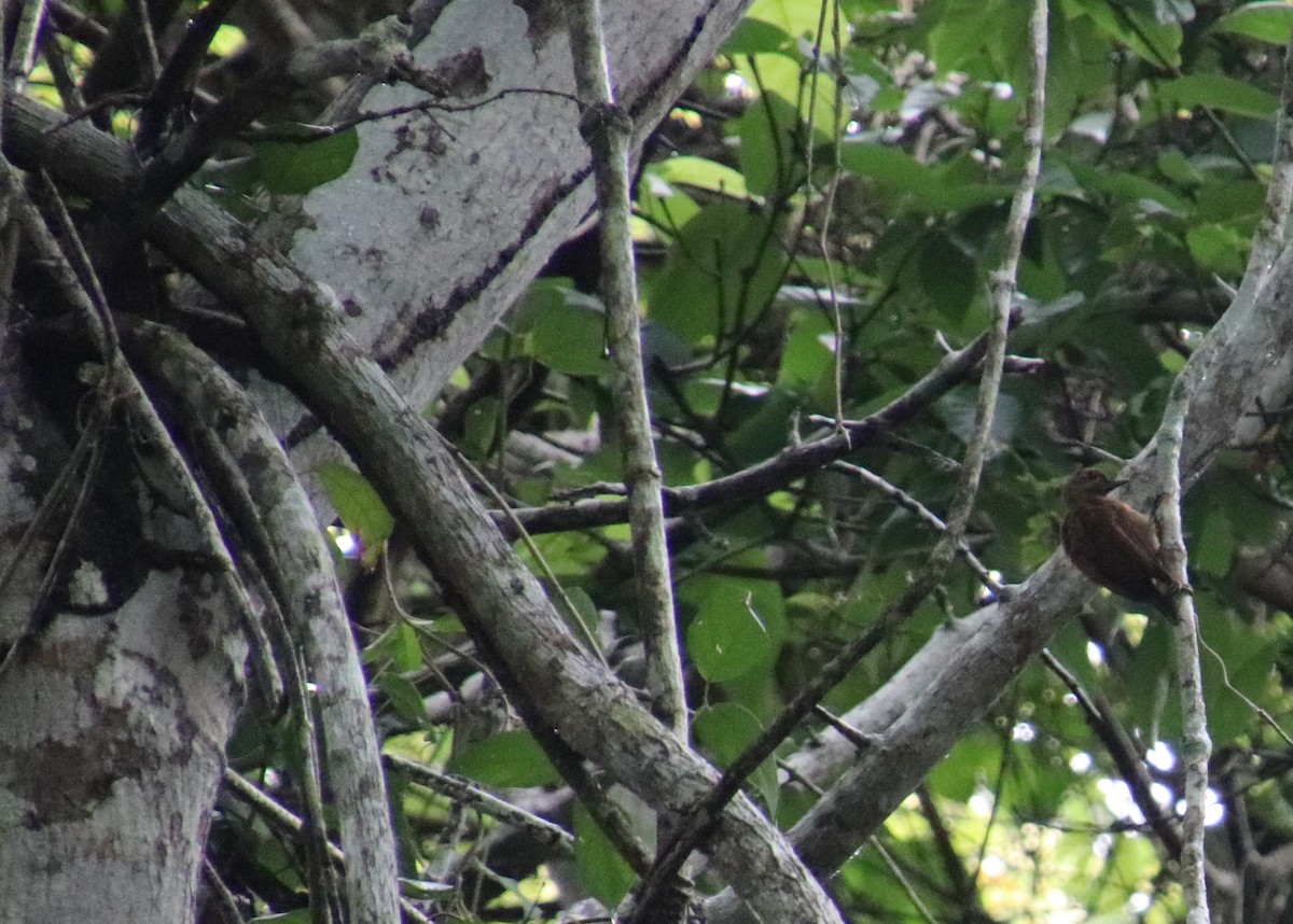 Smoky-brown Woodpecker - ML185397771