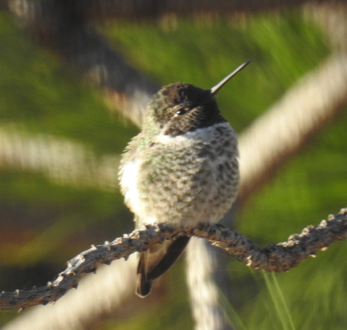 Anna's Hummingbird - ML185401531