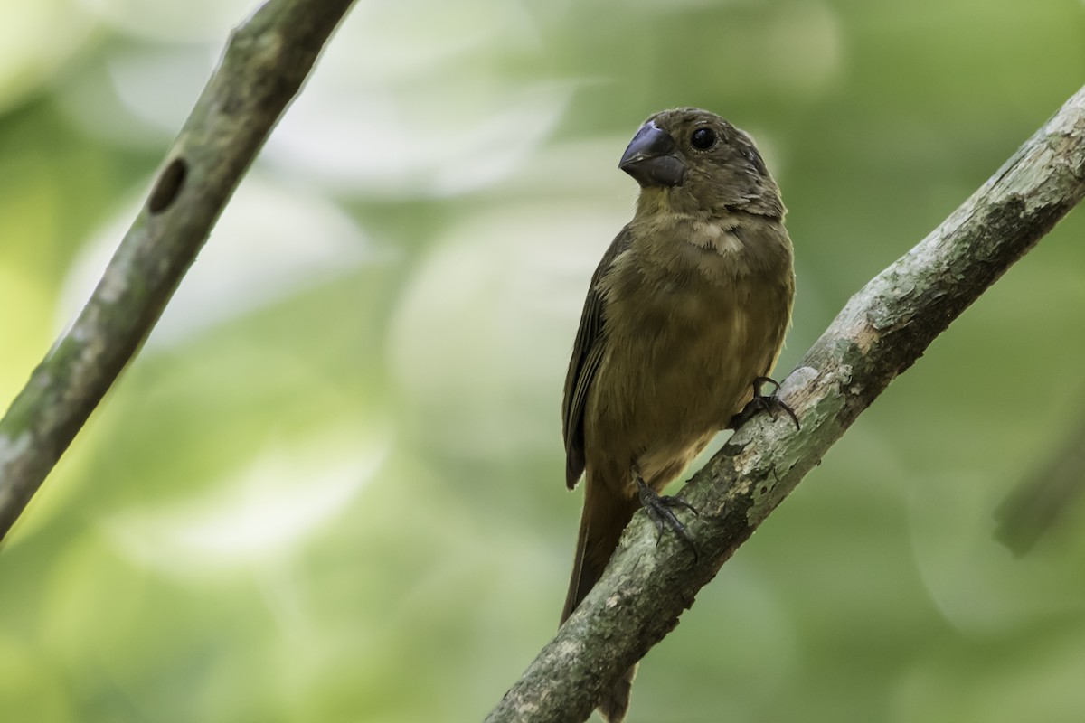 Thick-billed Seed-Finch - ML185406541