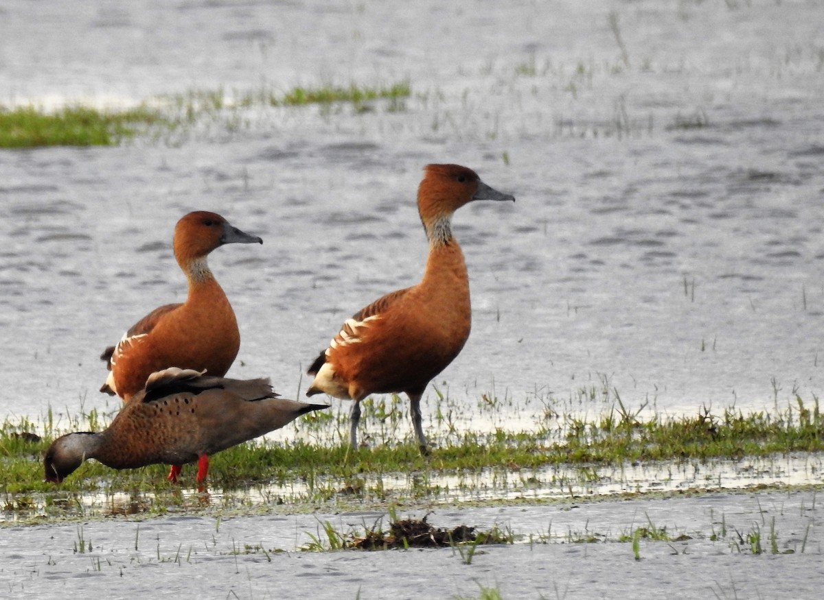 Fulvous Whistling-Duck - ML185409131