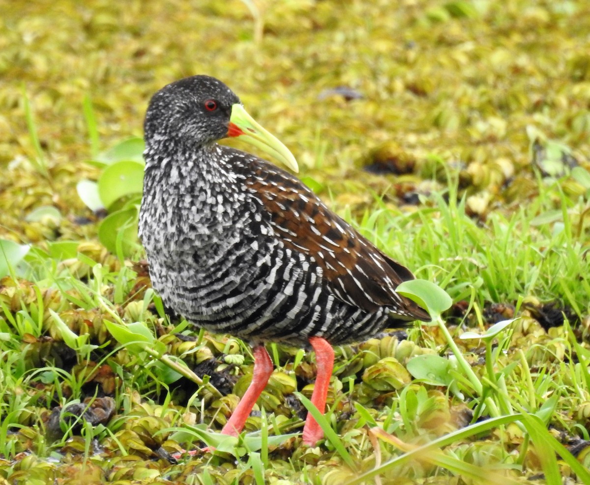 Spotted Rail - ML185409241