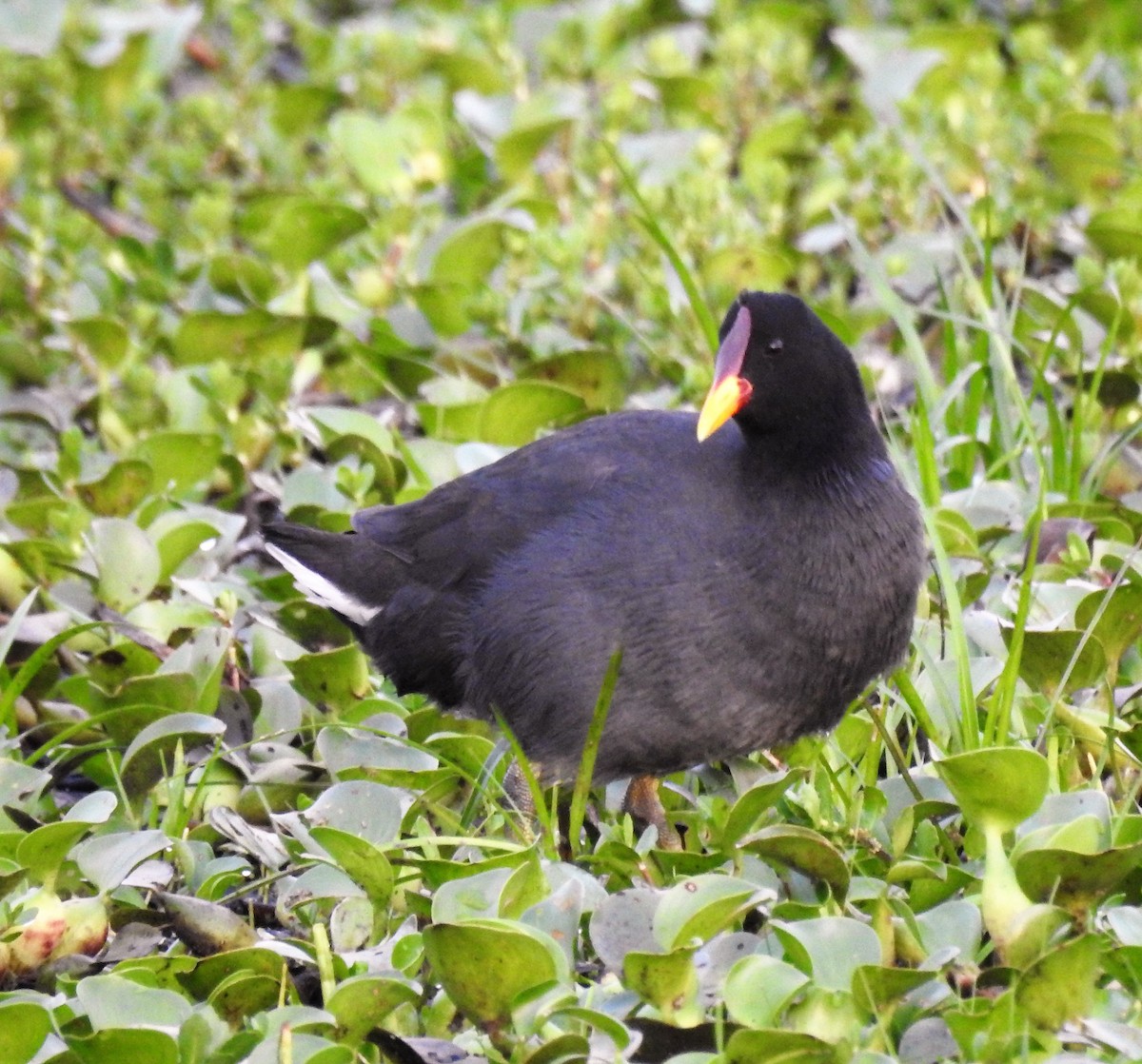 Red-fronted Coot - ML185409271