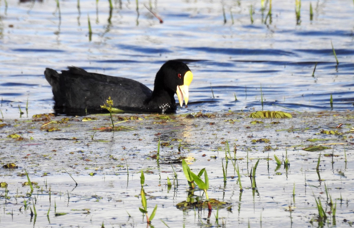 White-winged Coot - ML185409291