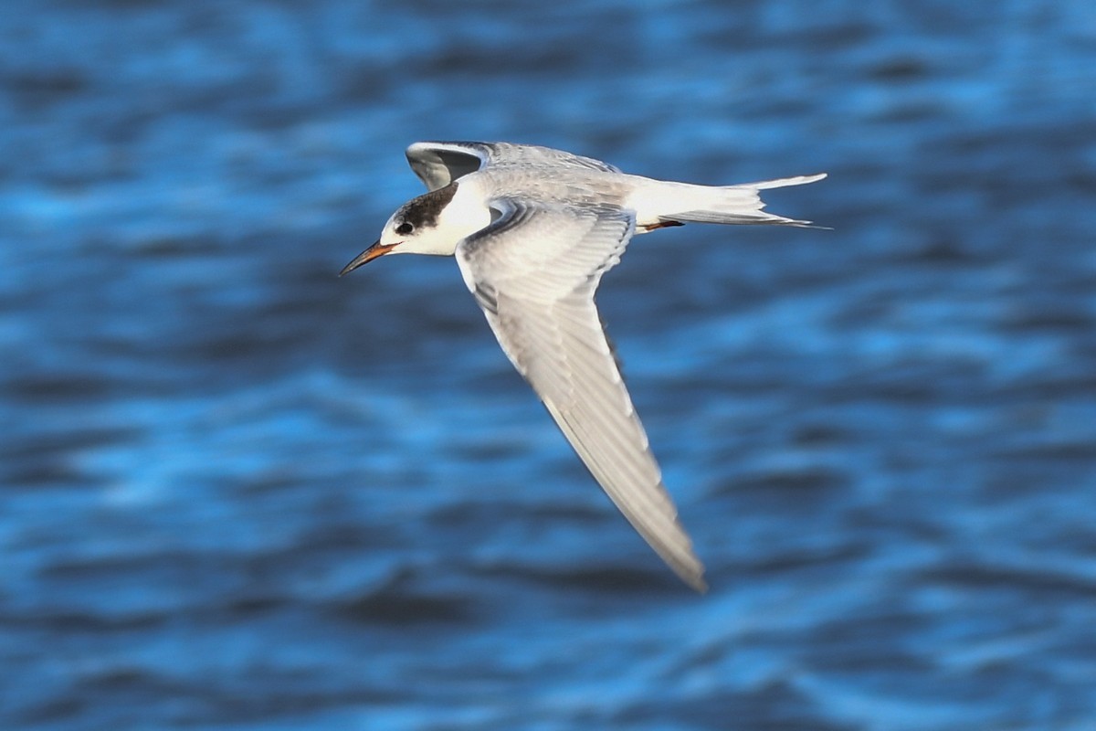 Common Tern - josh Ketry