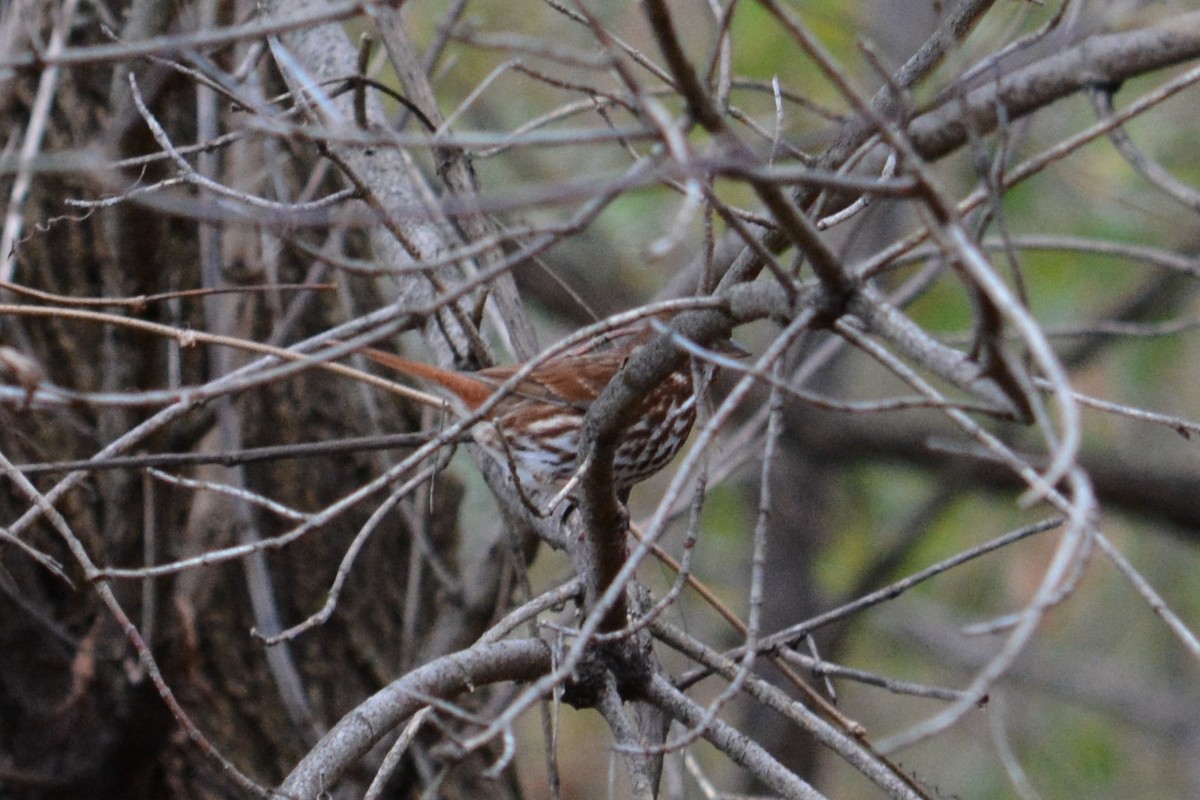 Fox Sparrow (Red) - ML185412171