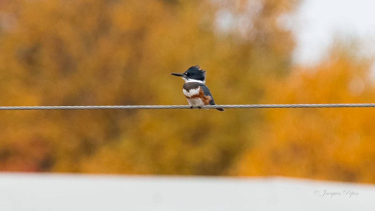 Belted Kingfisher - Jacques  Pepin