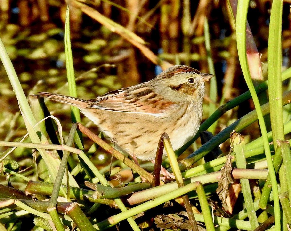 Swamp Sparrow - Van Remsen