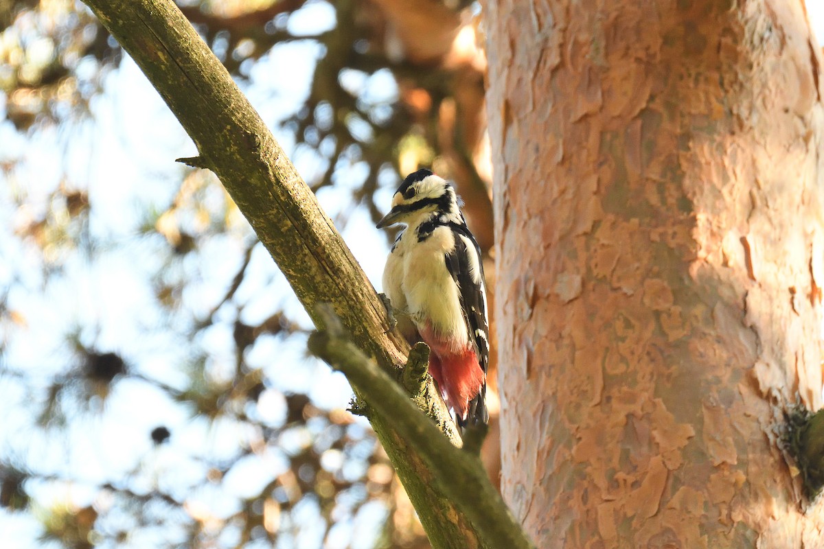 Great Spotted Woodpecker (Great Spotted) - terence zahner