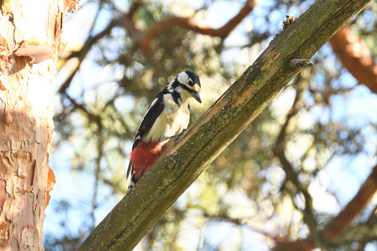 Great Spotted Woodpecker (Great Spotted) - ML185425771