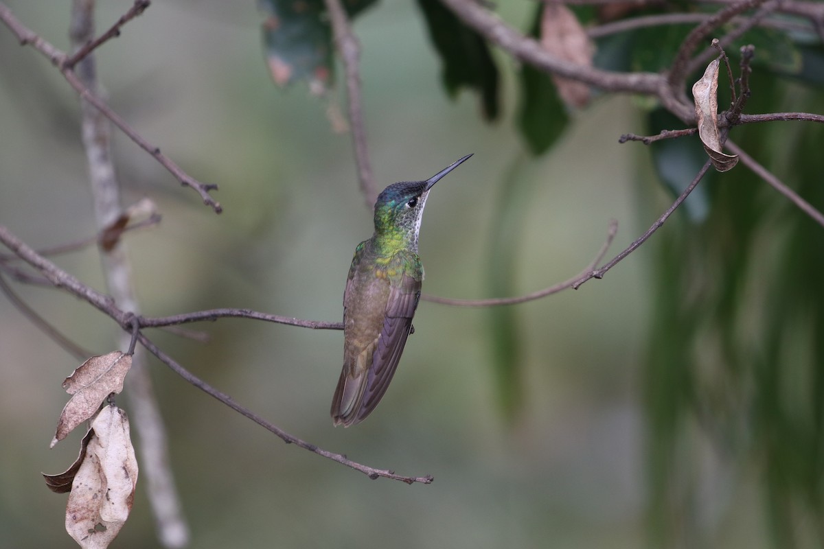 Azure-crowned Hummingbird - ML185426491