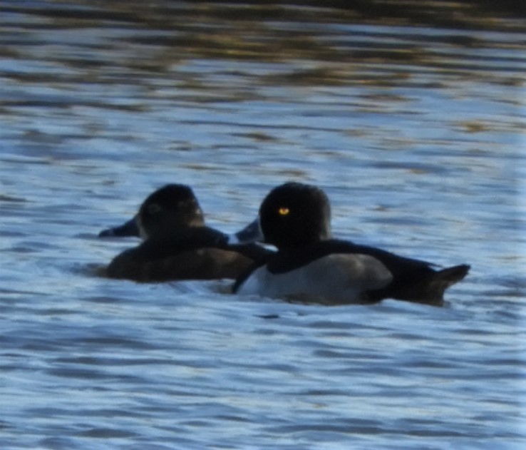 Ring-necked Duck - ML185430561