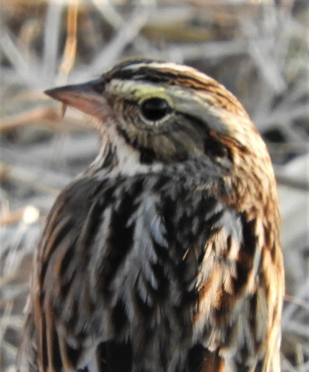 Savannah Sparrow - ML185430921