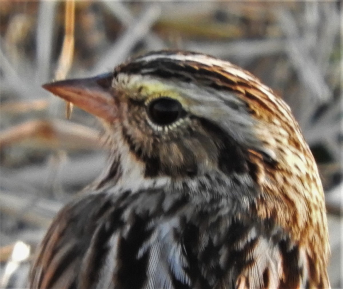Savannah Sparrow - ML185430931