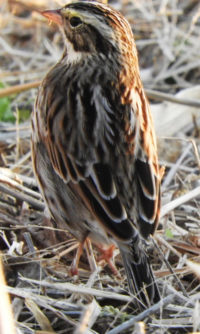Savannah Sparrow - ML185430981