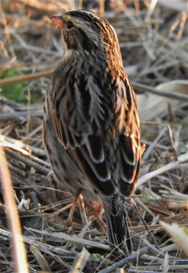 Savannah Sparrow - ML185431001