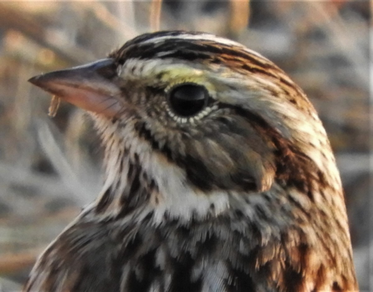 Savannah Sparrow - ML185431011