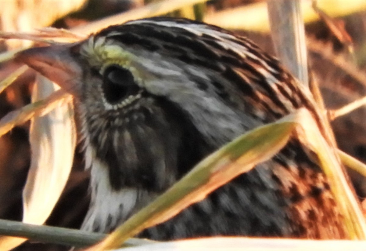 Savannah Sparrow - ML185431021
