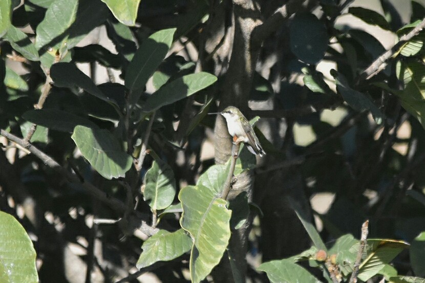 ub. kolibri (Trochilidae sp.) - ML185432231