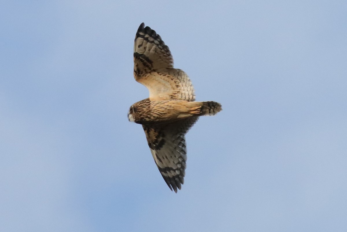 Short-eared Owl - ML185435281