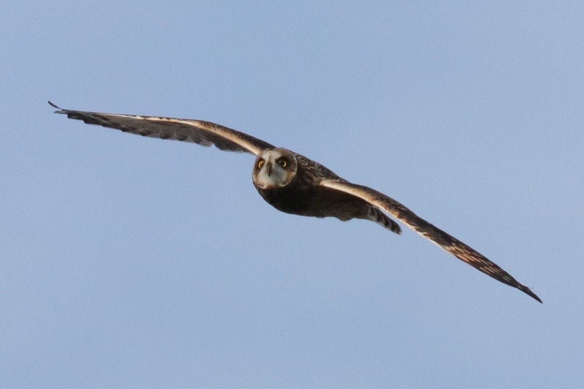 Short-eared Owl - ML185435311