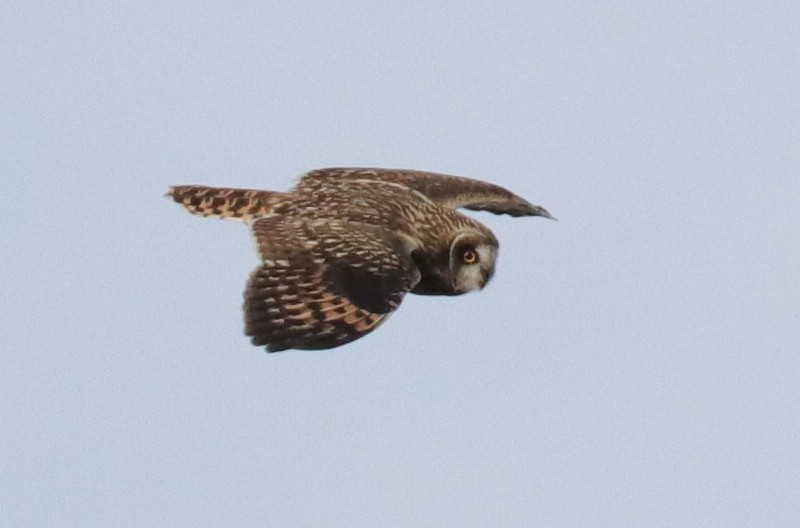 Short-eared Owl - ML185435421
