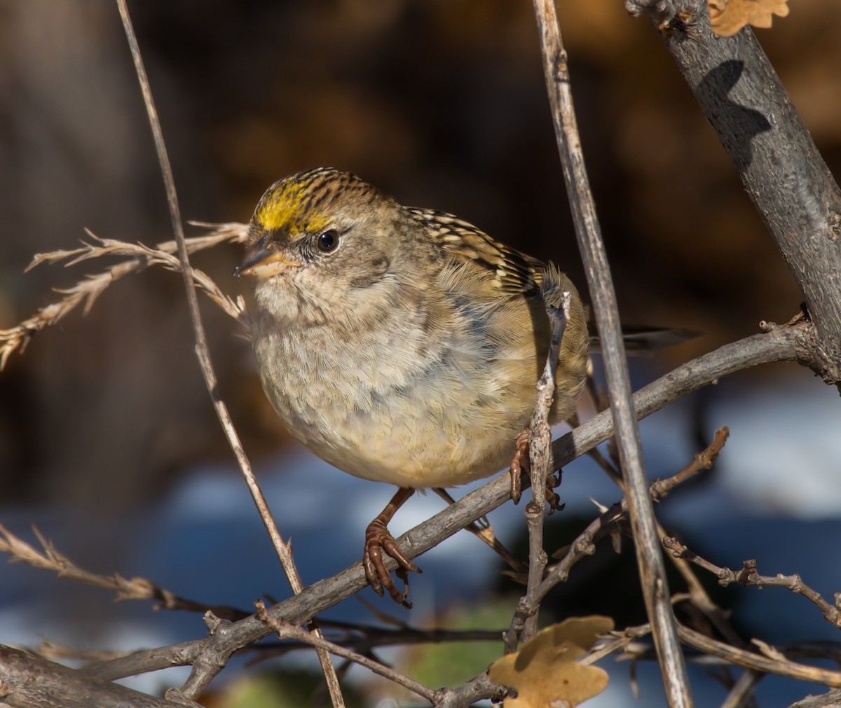 Golden-crowned Sparrow - ML185441391
