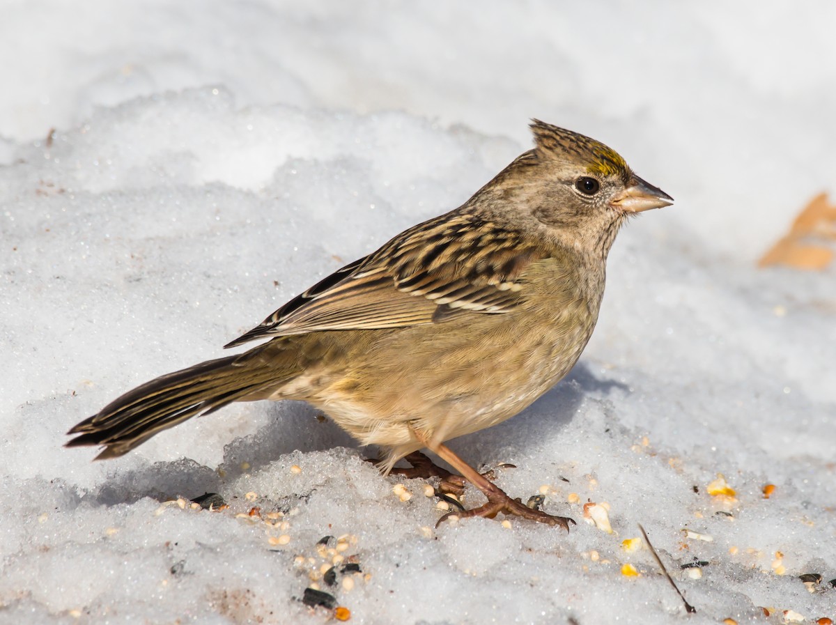 Golden-crowned Sparrow - ML185441471