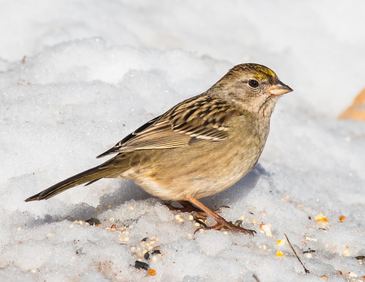 Golden-crowned Sparrow - Jim Merritt