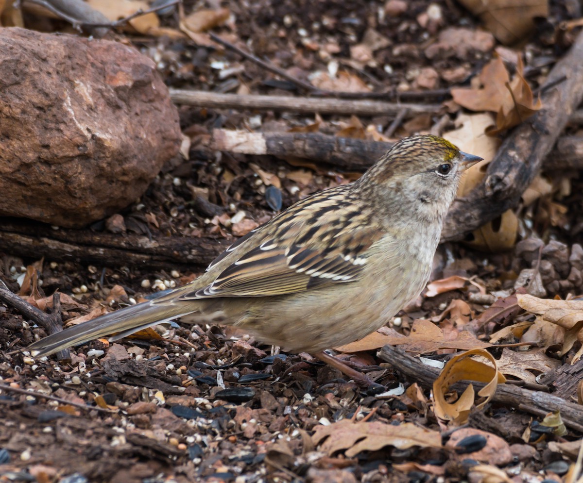 Golden-crowned Sparrow - ML185441601
