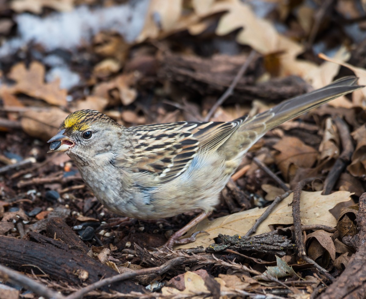 Golden-crowned Sparrow - ML185441631