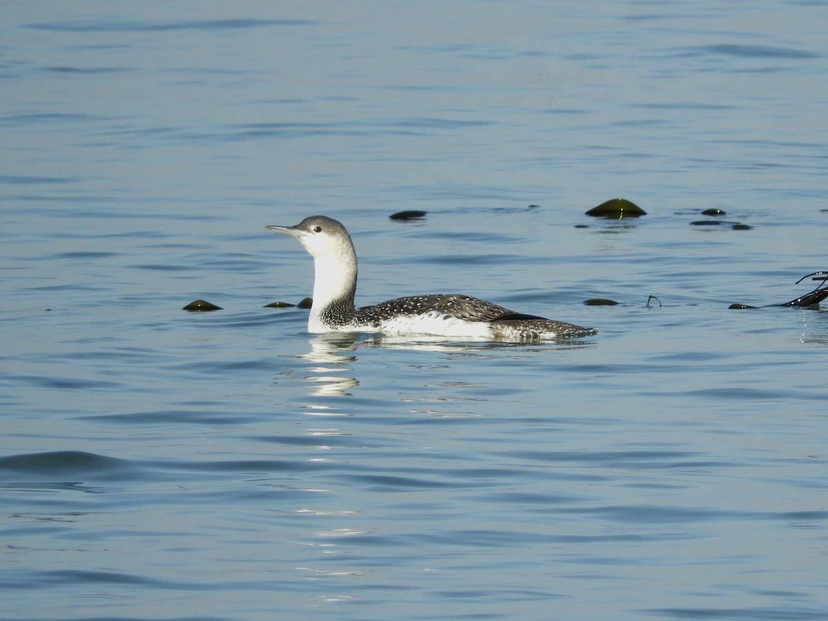 Red-throated Loon - ML185442631