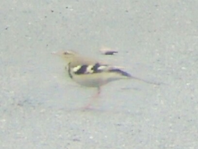 Forest Wagtail - ML185442871