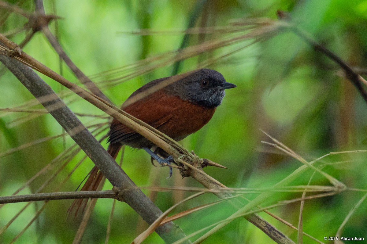 Rufous-breasted Spinetail - Aaron Juan