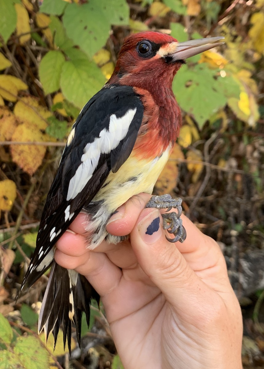 Red-breasted Sapsucker (ruber) - ML185447641