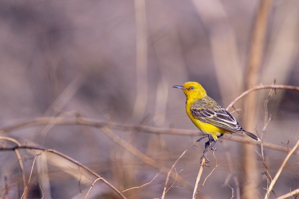 Yellow Chat - Laurie Ross | Tracks Birding & Photography Tours