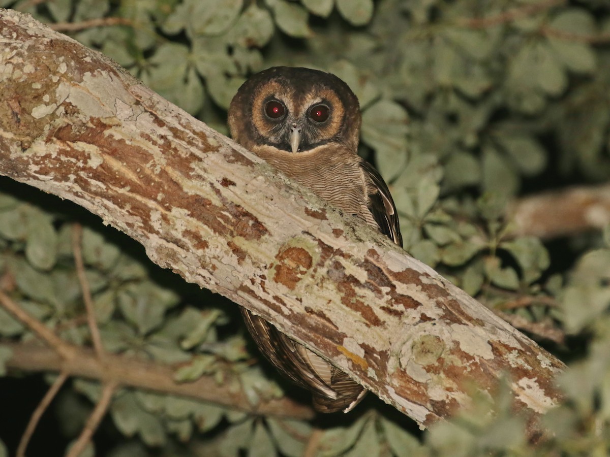 Brown Wood-Owl - ian dugdale