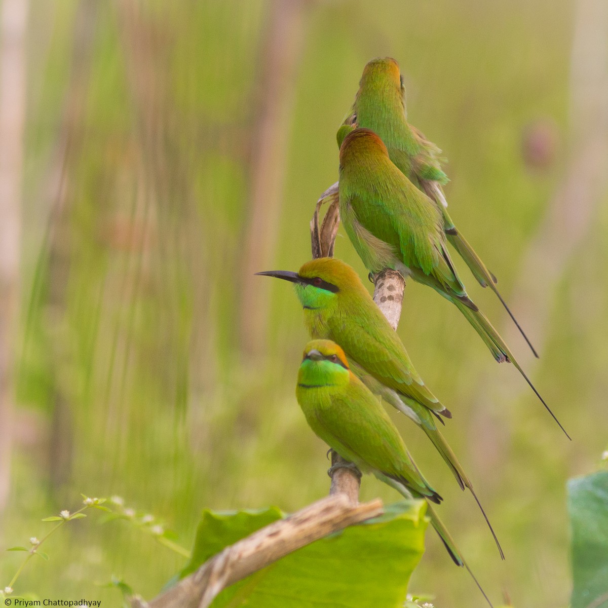 Asian Green Bee-eater - Priyam Chattopadhyay