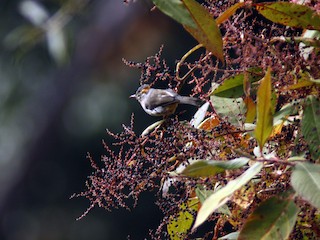 Lezbiyen opish jinsiy aloqa