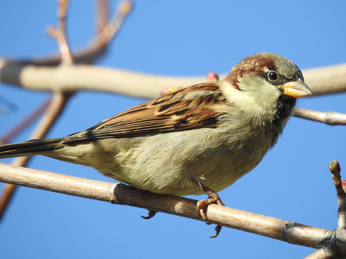 House Sparrow - Chris Drysdale