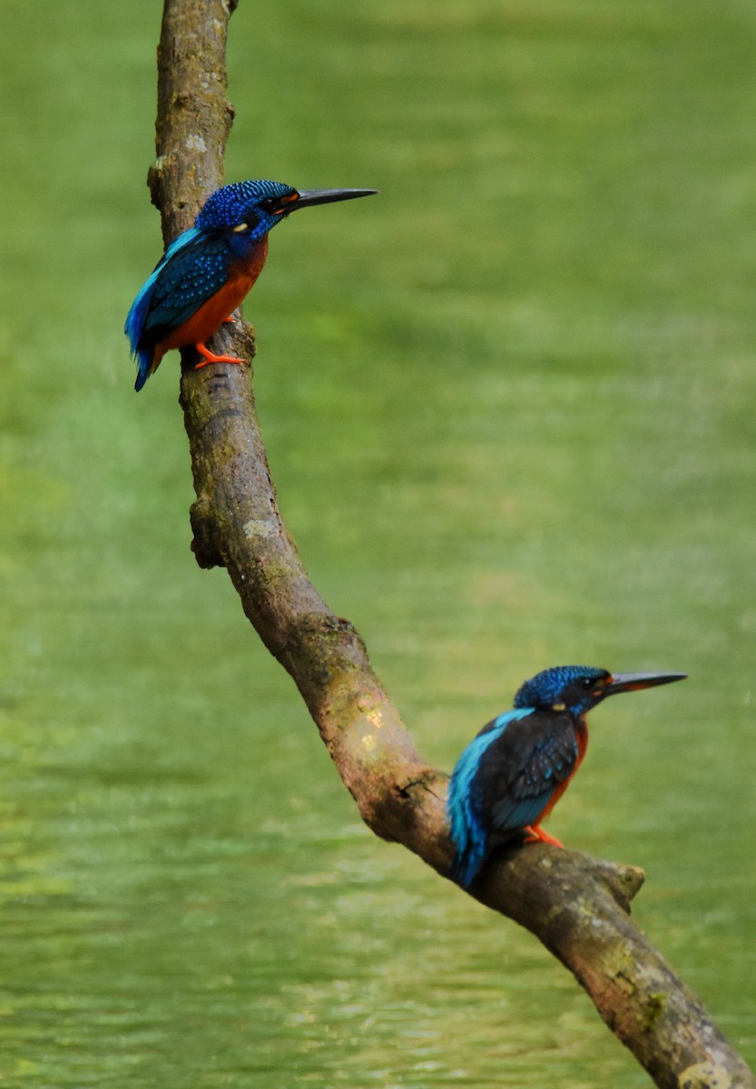Blue-eared Kingfisher - ML185456691
