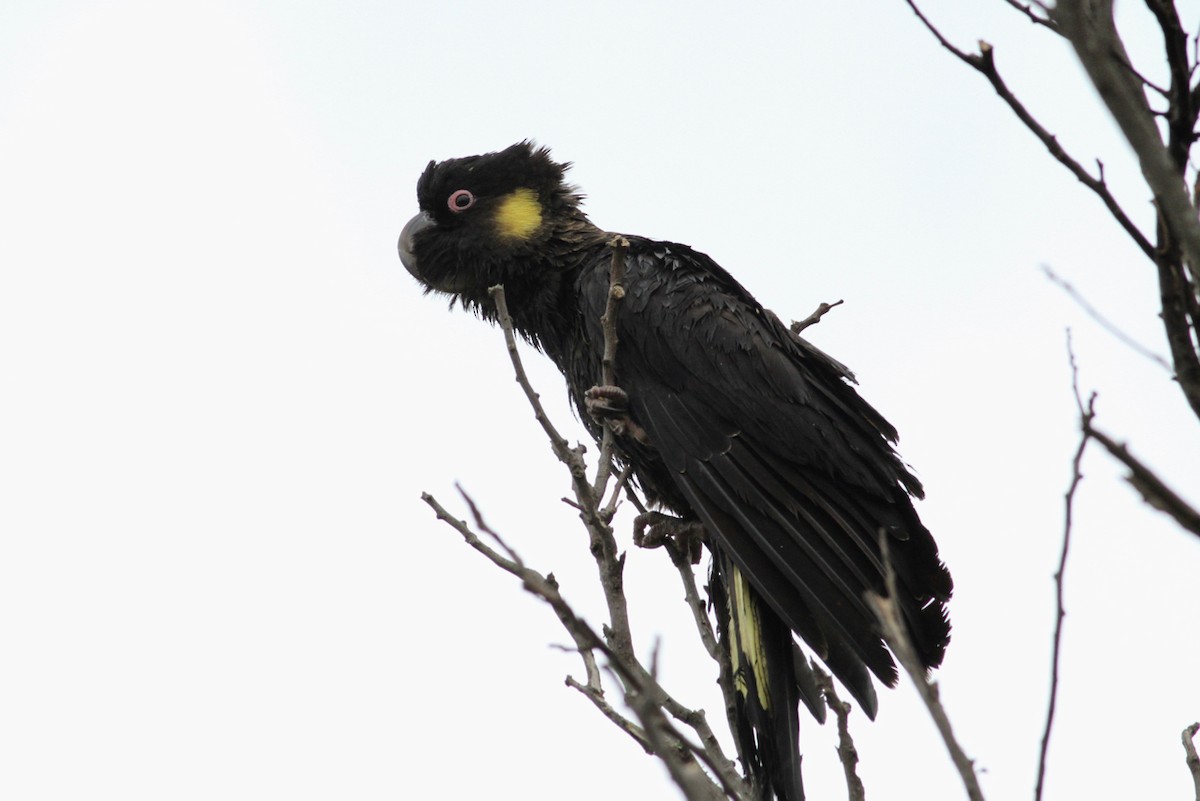 Yellow-tailed Black-Cockatoo - Robert Hamilton