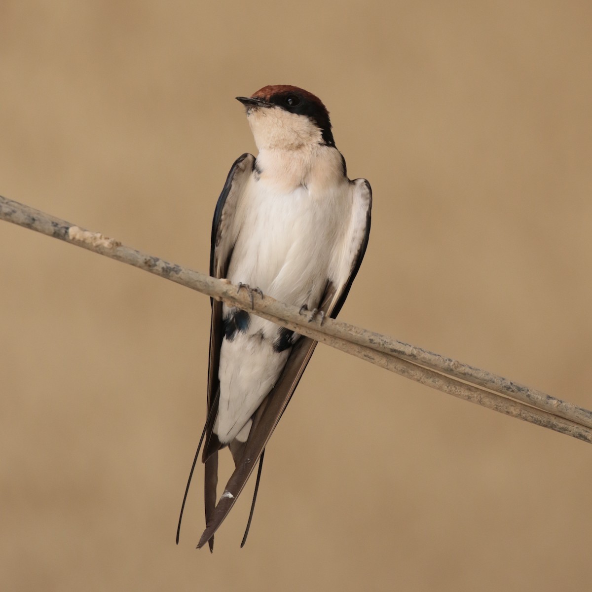 Wire-tailed Swallow - ML185460881