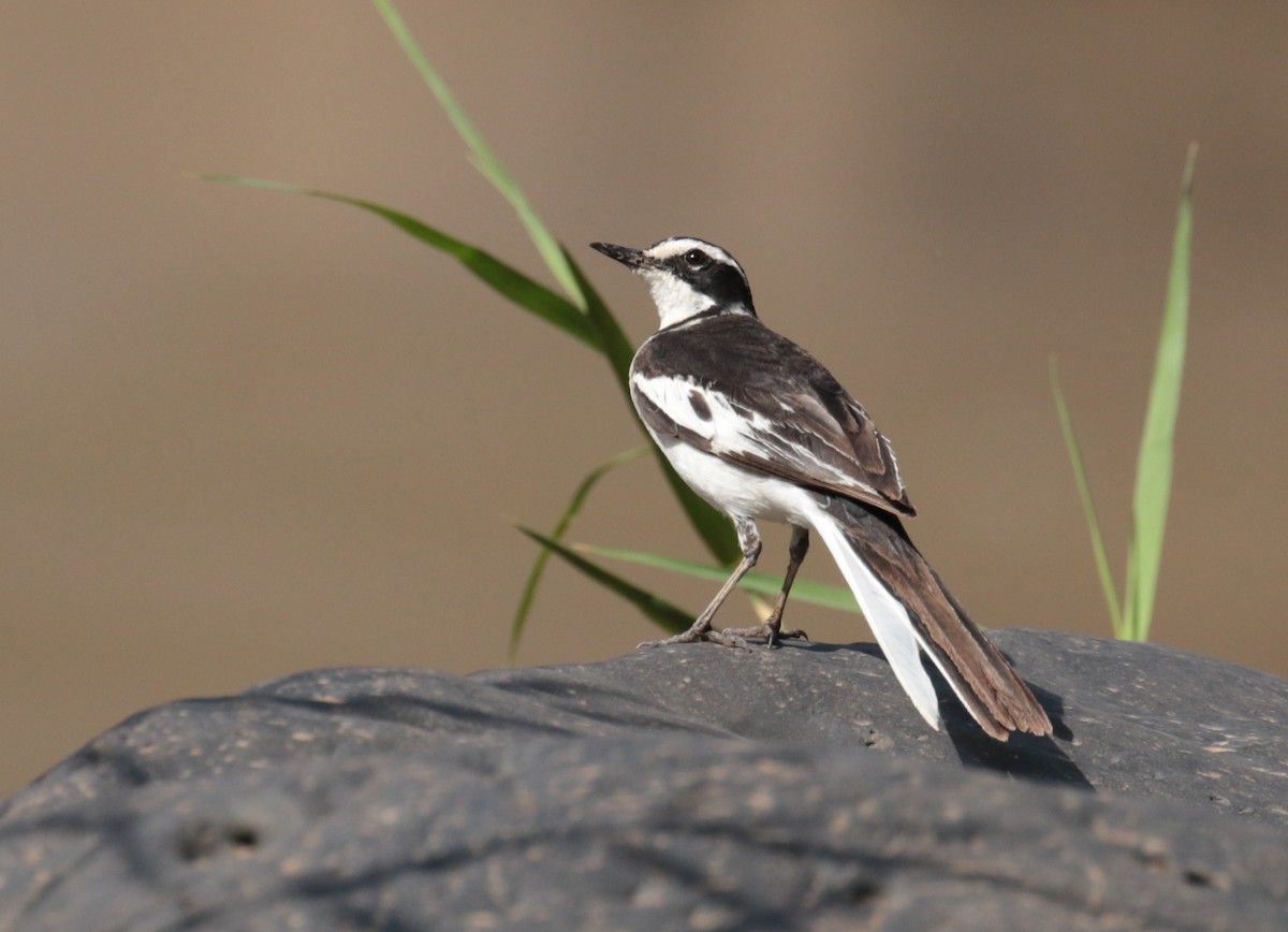 African Pied Wagtail - ML185460931